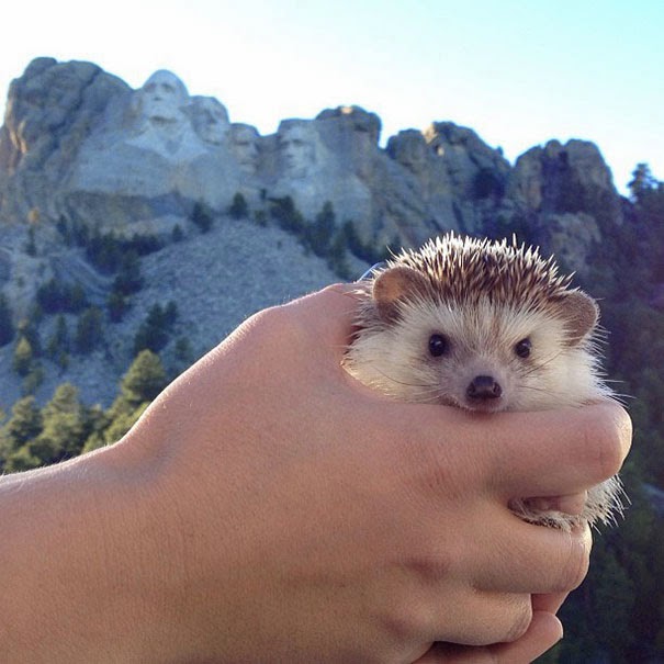 Meet Biddy, The Travelling Hedgehog