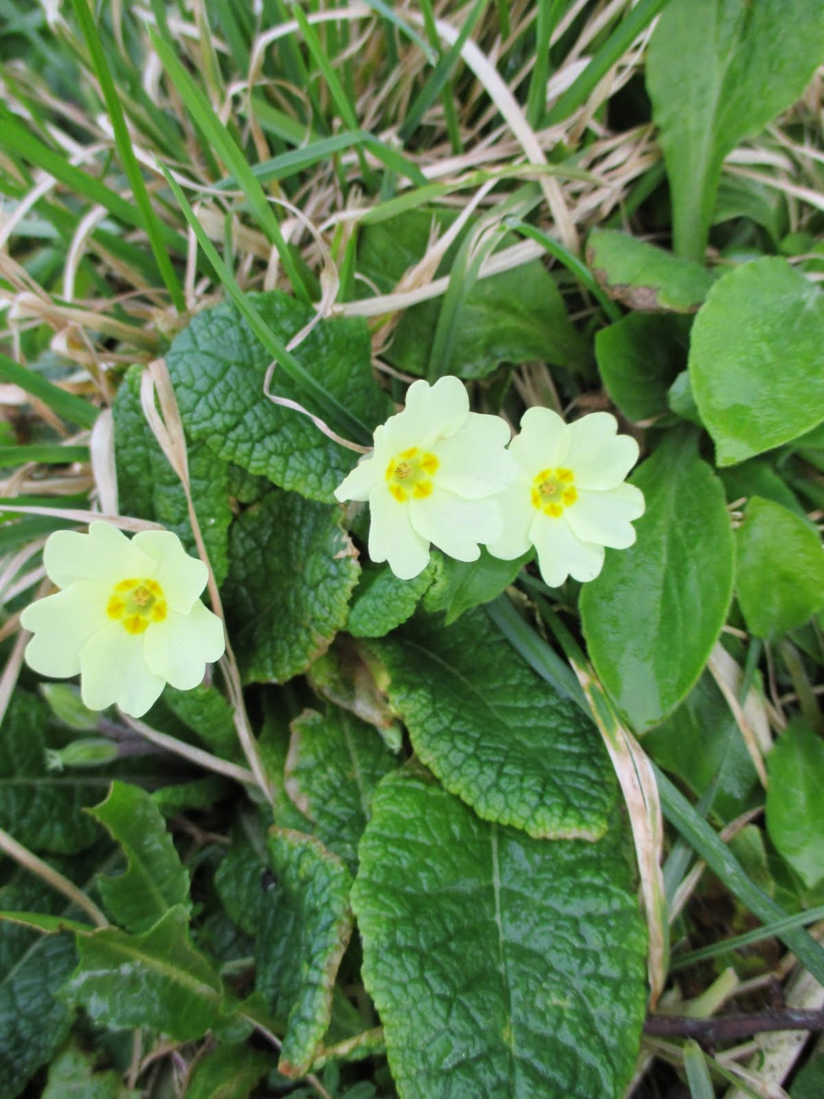 Primrose