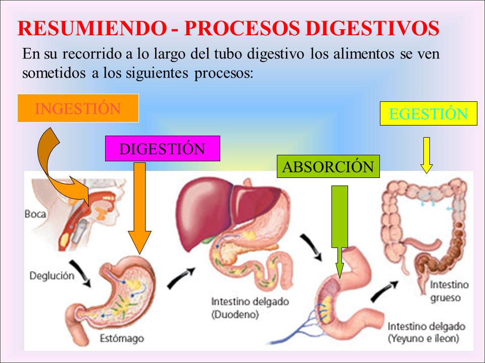 Ingestión y Digestión De Los Nutrientes