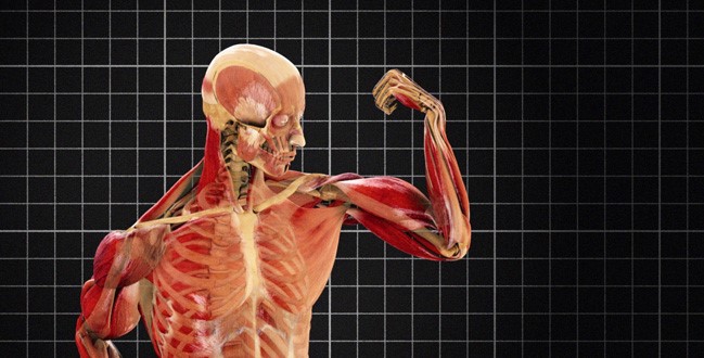 Elasticidad Y Resistencia De Los Tejidos Humanos blogdebiofisicaug.blogspot.com