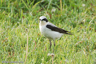 Còlit gris (Oenanthe oenanthe)