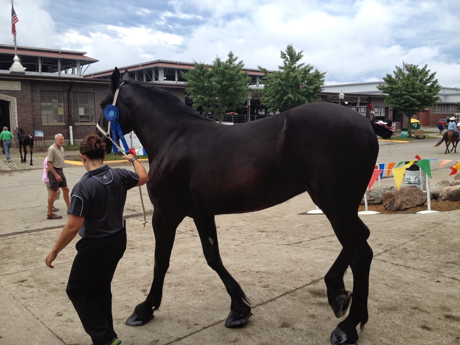 Amish Horses Percheron Horse Show