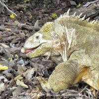 Iguana Eating a Poison Apple Isabela Island, Galapagos Islands, Ecuador