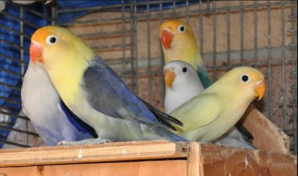 Yuk Mengenal Ragam Warna Lovebird Mungkin Banyak Yang Belum Tau