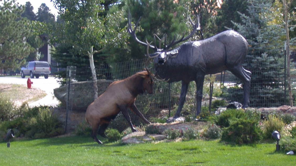 Samson; Estes Park, CO, USA