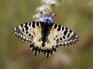 It held its pose while I photographed it It held its pose while I photographed it