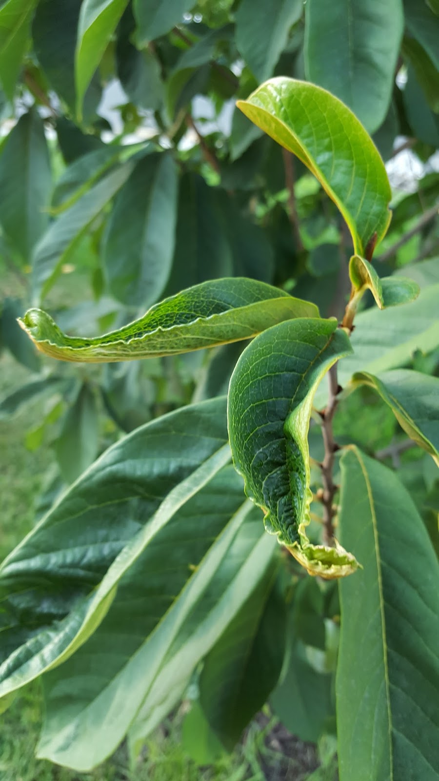 Expatriate Pawpaw Pawpaw Leaf Problems Followup