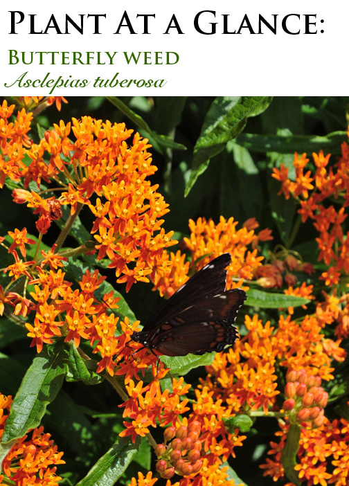 Are Butterfly Bushes Poisonous To Dogs