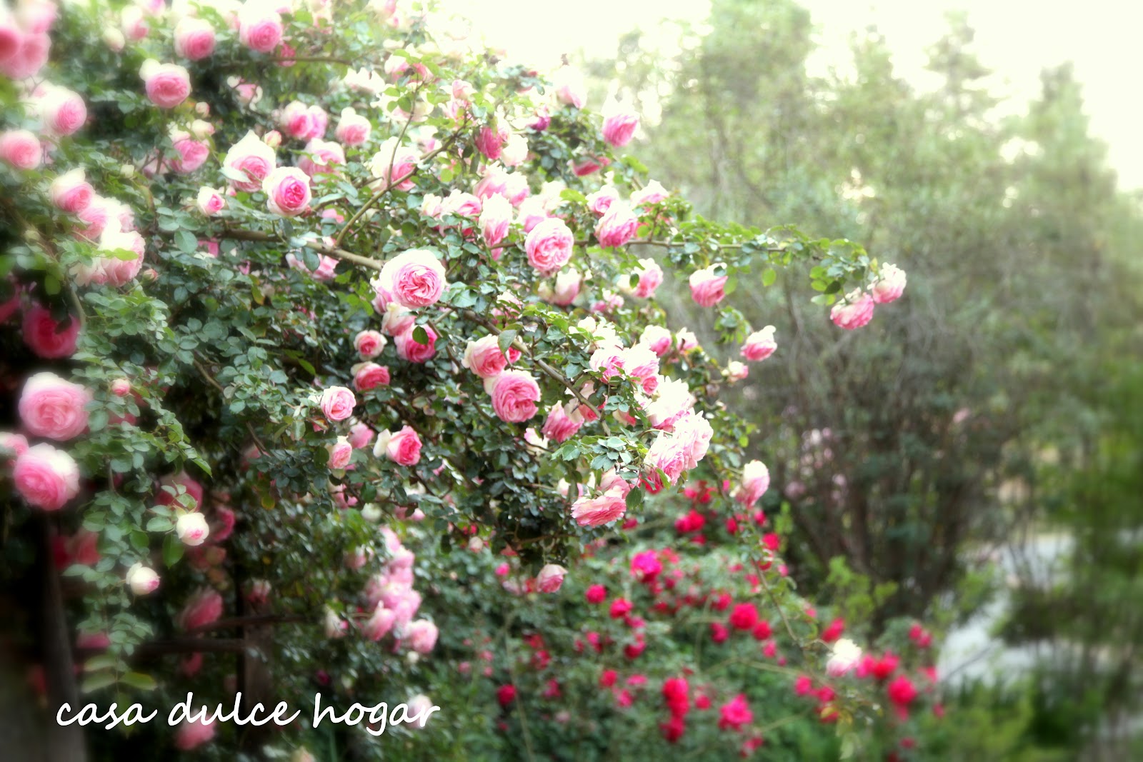 What Is Dulce Hogar In Spanish