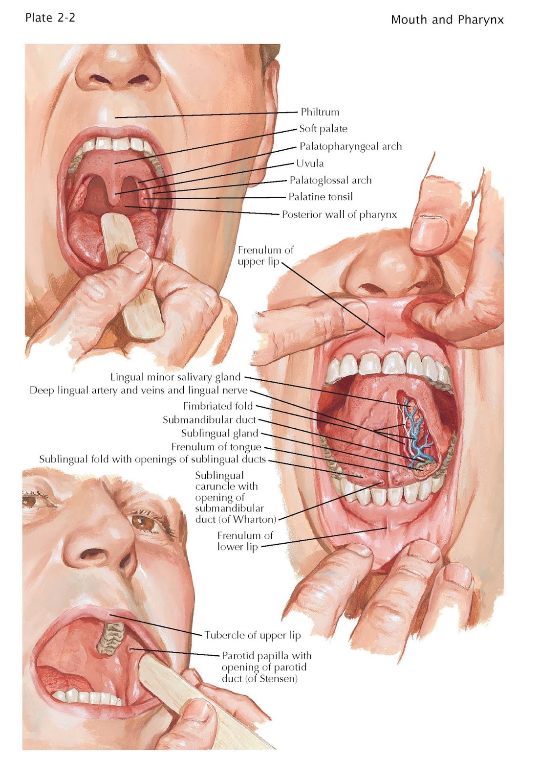 Oral Cavity pediagenosis