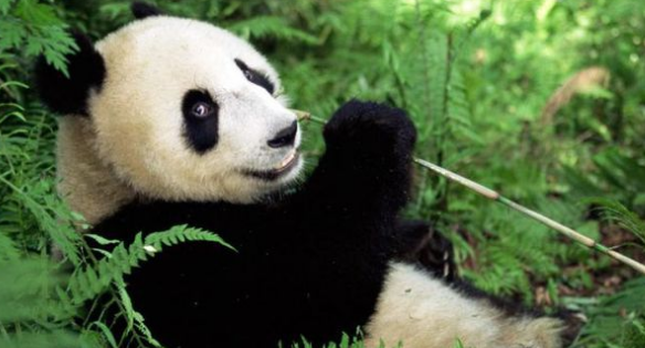 Panda Bisa Dirangsang dengan Film Porno - Online News