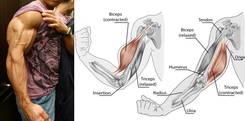 мышцы бицепса и трицепса анатомия. бицепс трицепс квадрицепс. бицепс находится. трицепс и бицепс где находится. бицепс трицепс дельта.