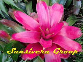 ANEKA BROMELIA BROMELIA-PINK-POLOS