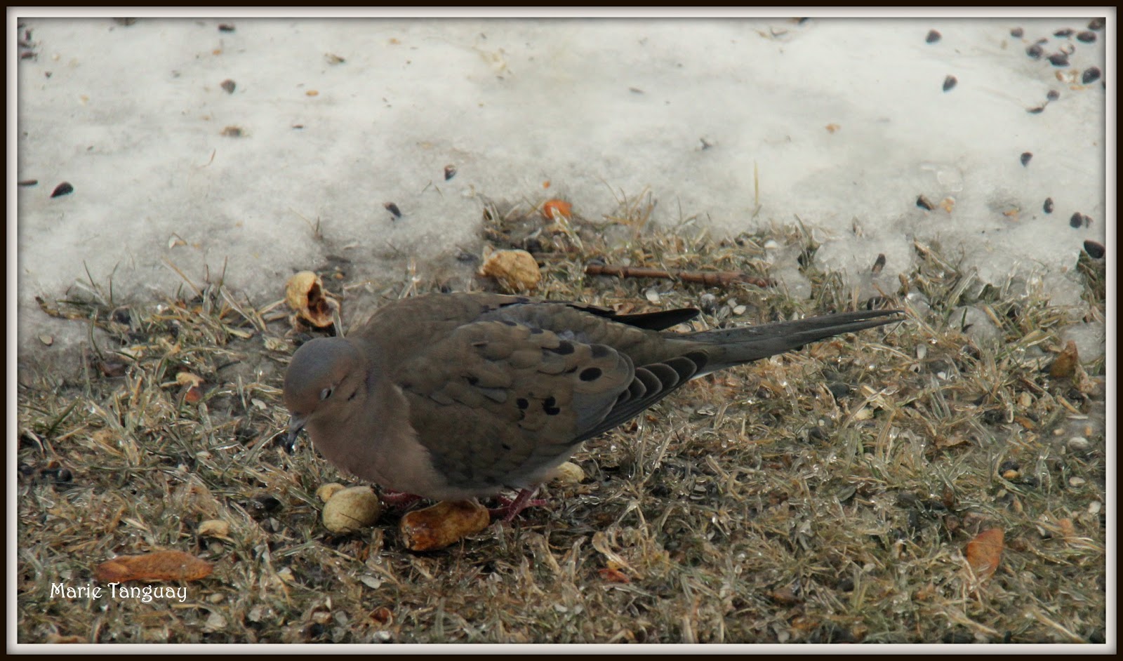 Au fil du Temps Les oiseaux