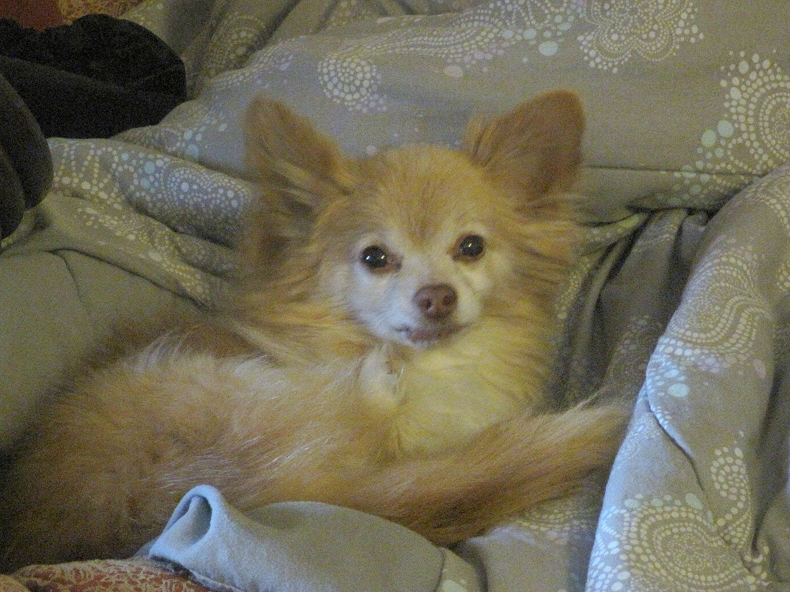 Chihuahuas Best Food Chihuahuas Best Food