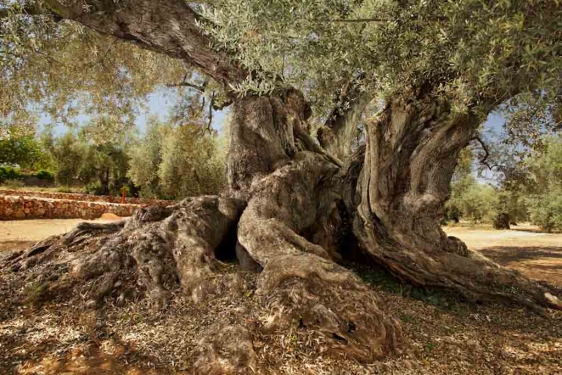 Olivo milenario de la comarca de la Taula del Sénia.