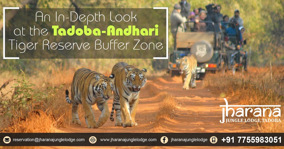 An InDepth Look at the TadobaAndhari Tiger Reserve Buffer Zone