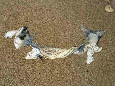 Detritus by the lake rotting fish lake Michigan beach