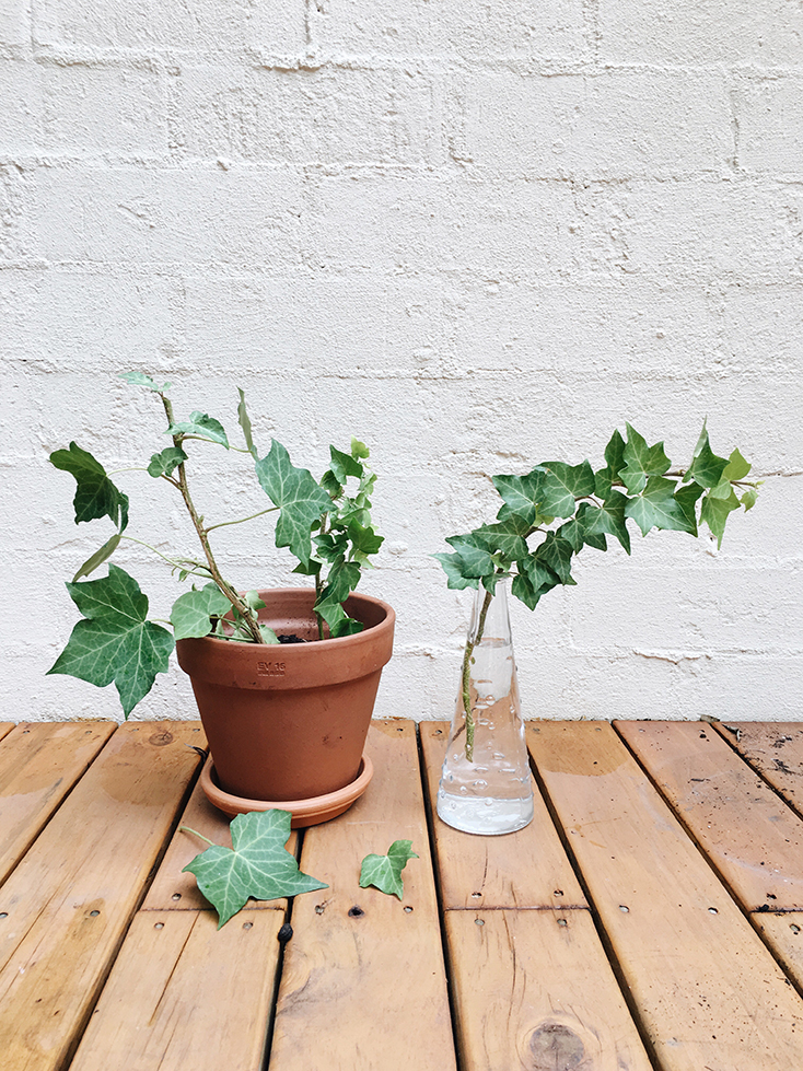 Can I Propagate English Ivy In Water