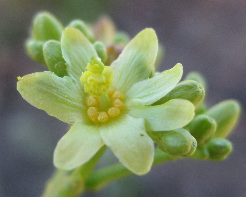 Jatropha sp. hermaphroditic flower Gardening Pictures