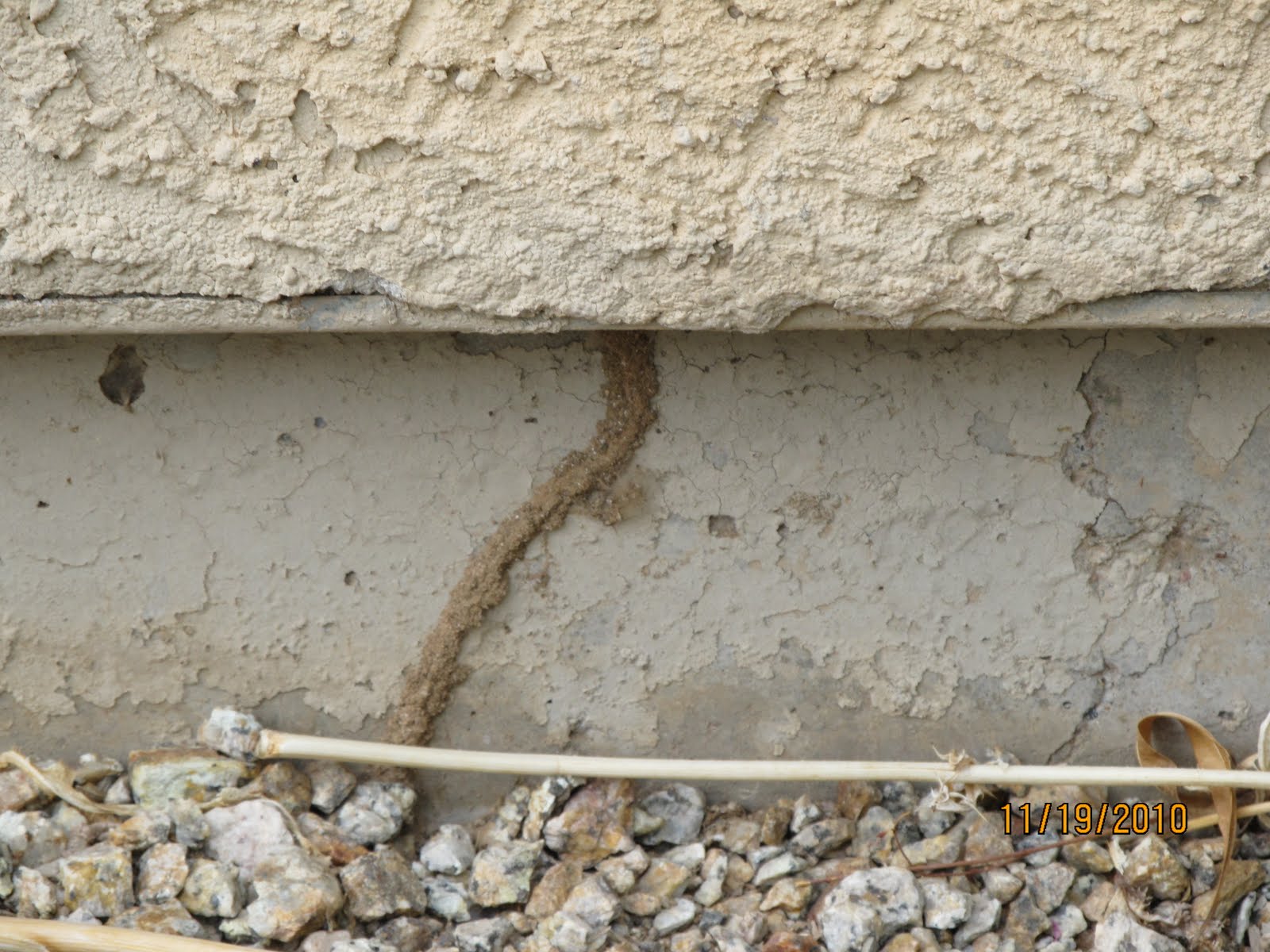 Arizona's Termite Expert Arizona Termite Prevention