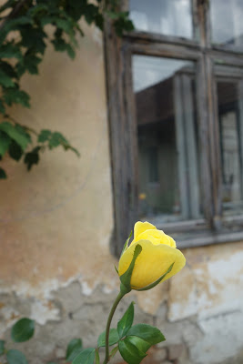 LUNEA FLORILOR