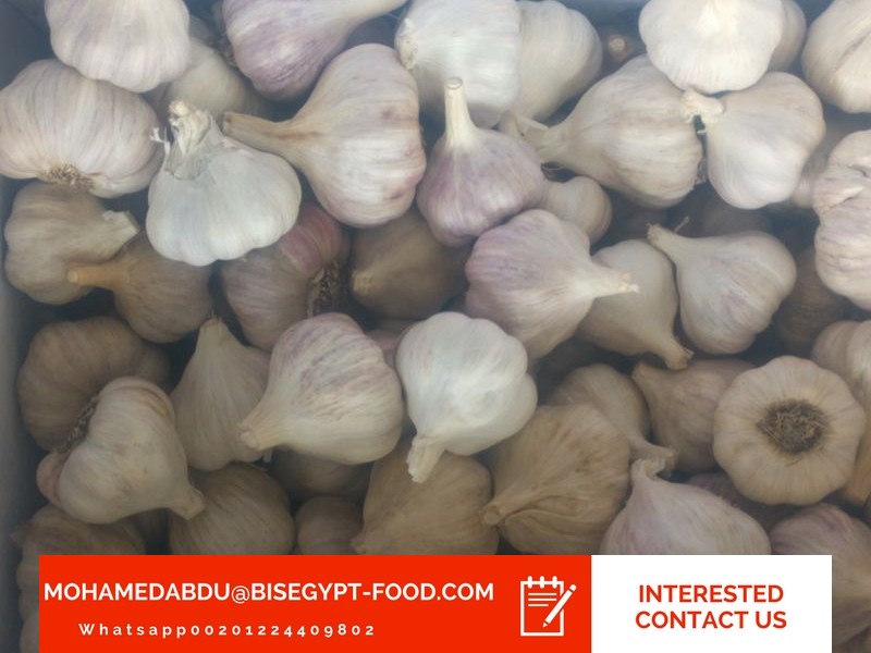 Faster garlic wholesale