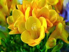 fresias-de-petalos-amarillos