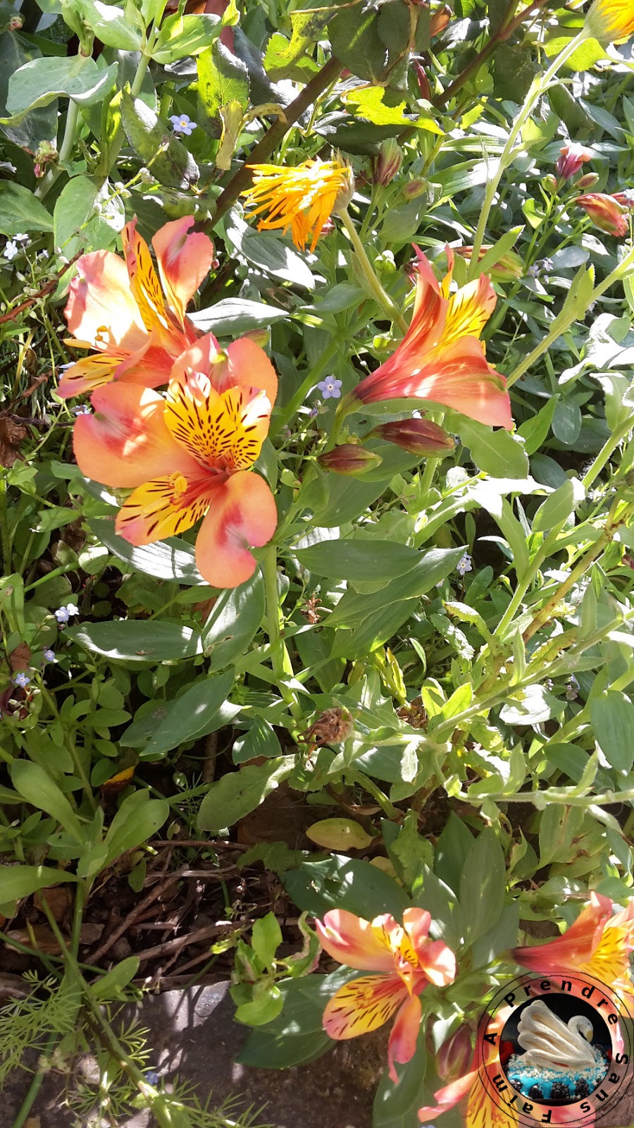 [Liste] 78 Fleur Comestible Rouge - Télécharger