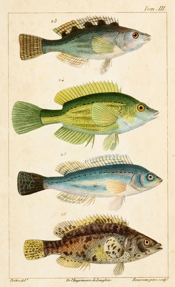 Peixe | Aspectos Biológicos dos Peixes