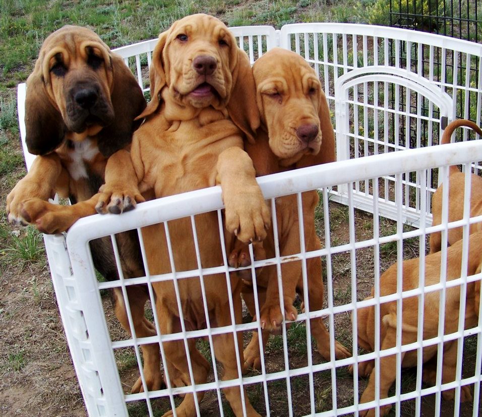View Ad: Bloodhound-Golden Retriever Mix Litter of Puppies For Sale in Utah USA