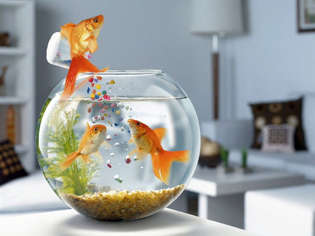 wallpapers: Funny Wallpapers