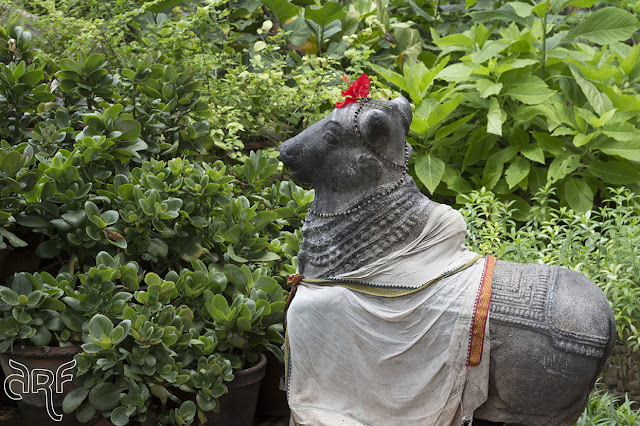 bull statue with red hibiscus flower