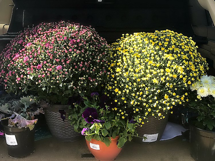 flowers for fall front porch decorating mums are perfect for a fall front porch