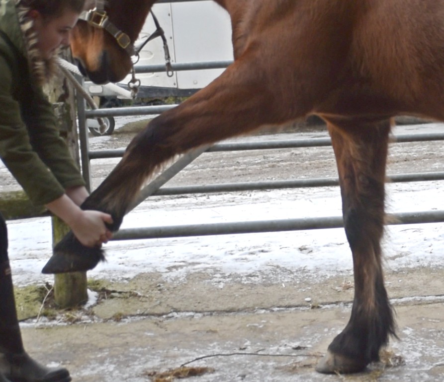 10 Stretches for Your Horse After Every Ride East Valley Feed & Tack