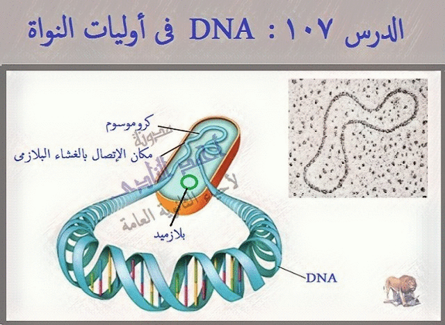 dna الحمض النووى الريبوزى منقوص الأكسجين فى أوليات النواة 