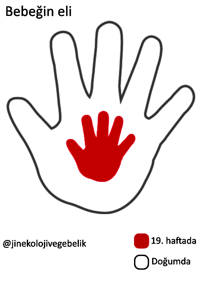 19 Haftalik Gebelik Gebelikhaftalari Gen Tr