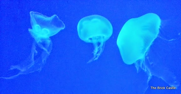 Moshi Monsters at Sea Life, Trafford Park, Manchester. Jellyfish swimming in tank