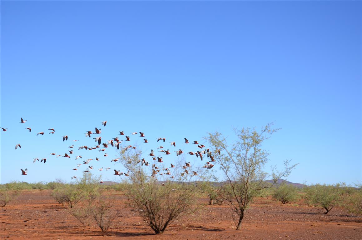 Australien 2013 Mt. AugustusTom Price