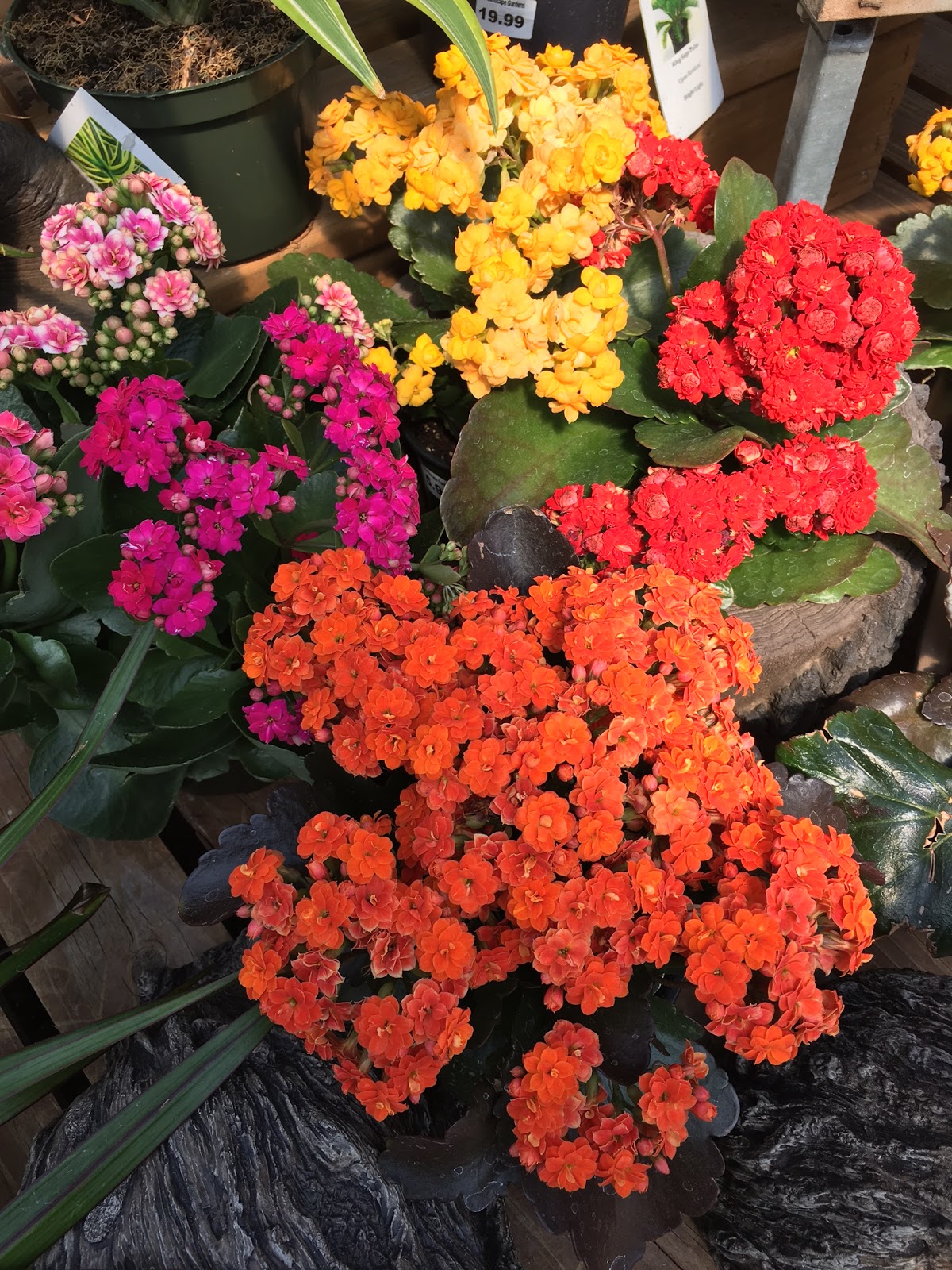 Top Ten Flowers for Summer Color Our Good Life