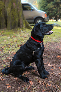 Black Labrador Retriever