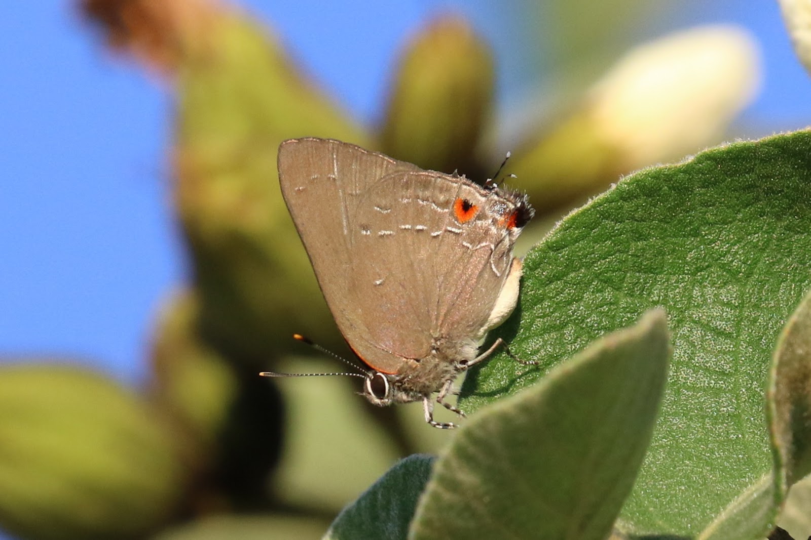 Rio Grande Valley Butterflies Texas Butterfly Festival. 11/57/17