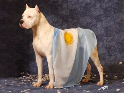 Perros de presa: Dogo argentino mata a puma: El dogo que salvo a su familia