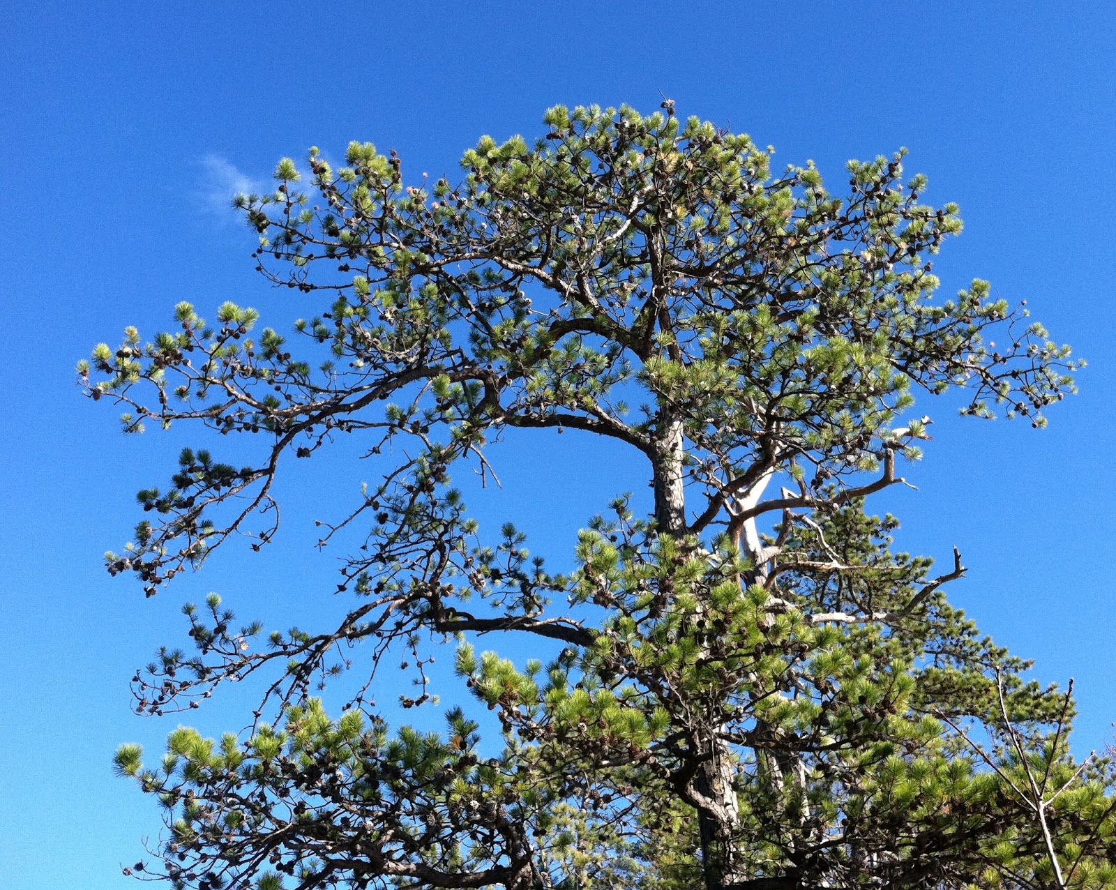 Spicebush Log Pitch Pine Point