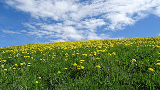 Pradera en primavera adornada con las flores amarillas del diente de león