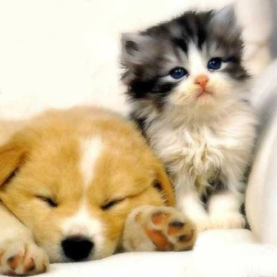 Cute Puppy And Kitten | fashionplaceface.com