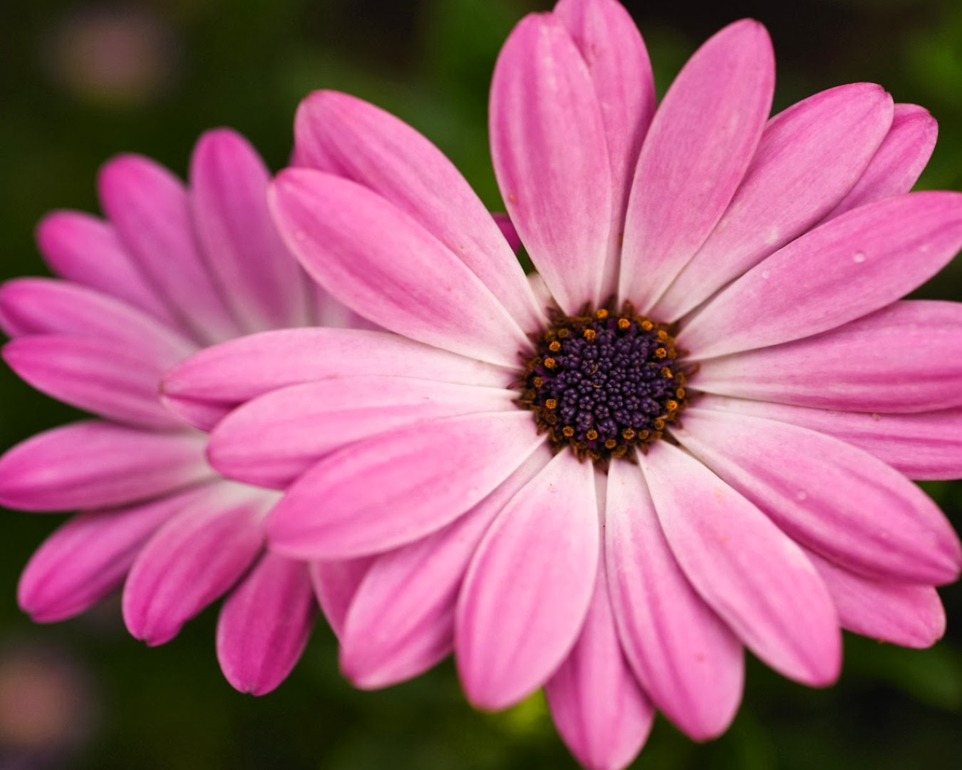 Hot Pink Flower Background | HD Wallpapers