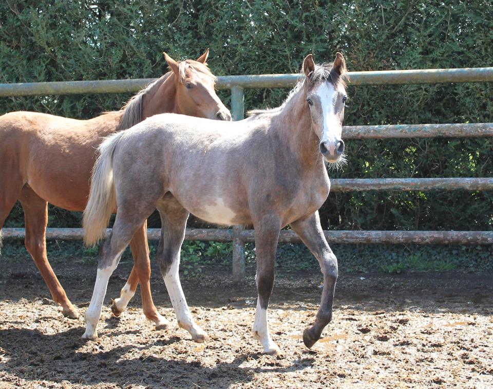Hope and Horses Why Are White Horses Called Gray?