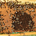  Μελισσοκόμος καταδικάστηκε σε 10 μήνες φυλακή για το θάνατο γυναίκας