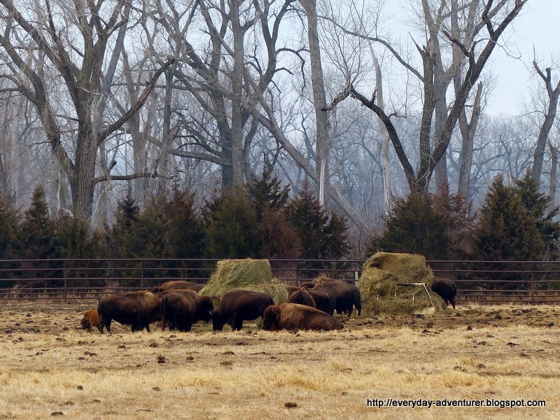 The Everyday Adventurer At A New Buffalo Farm